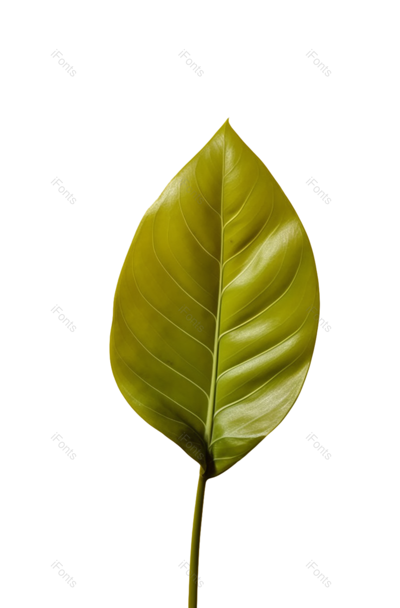 叶子图片,装饰元素,清新PNG,摄影免抠素材